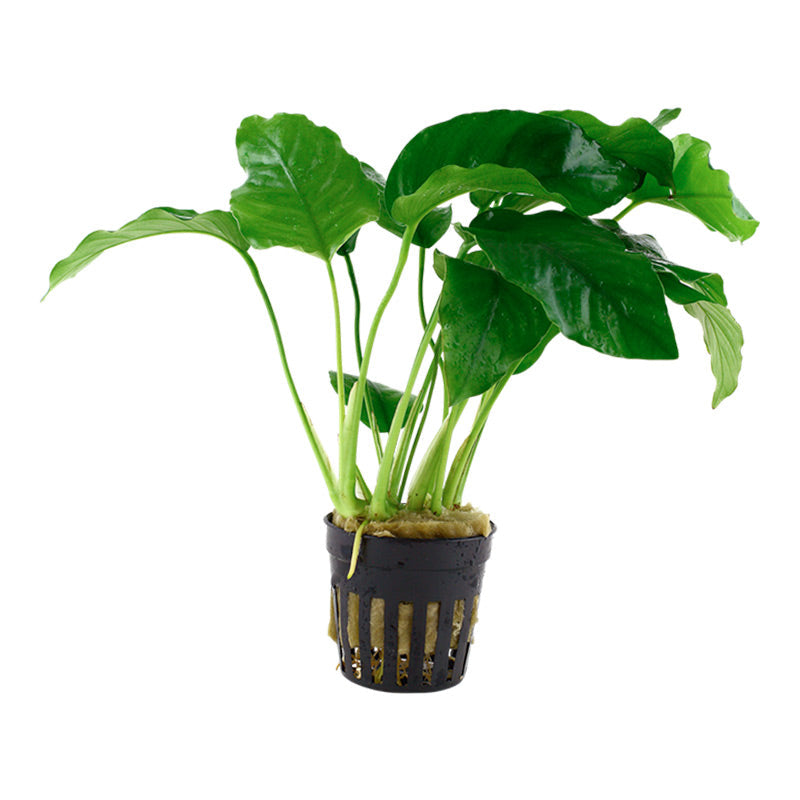 Anubias barteri var. Barteri Nr. 8 potte