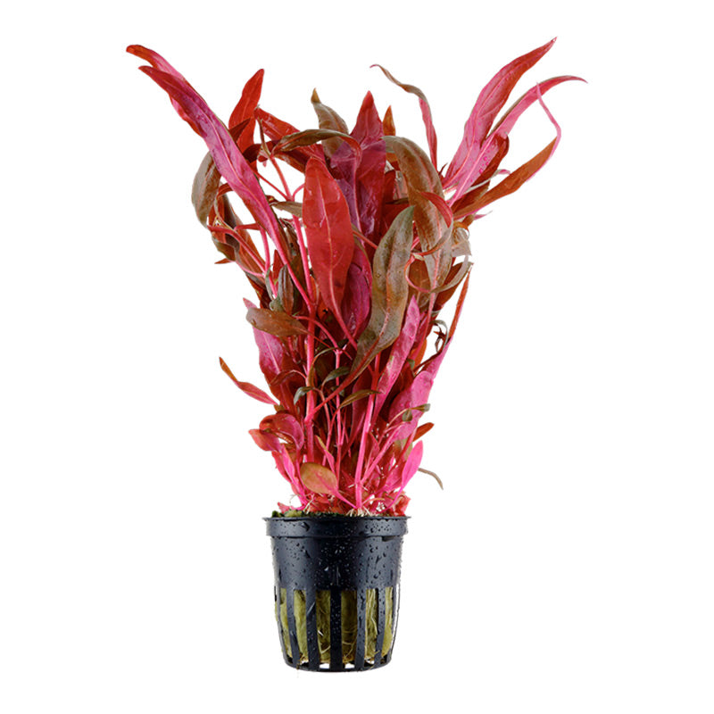 Alternanthera reineckii 'Pink' Nr.5 potte