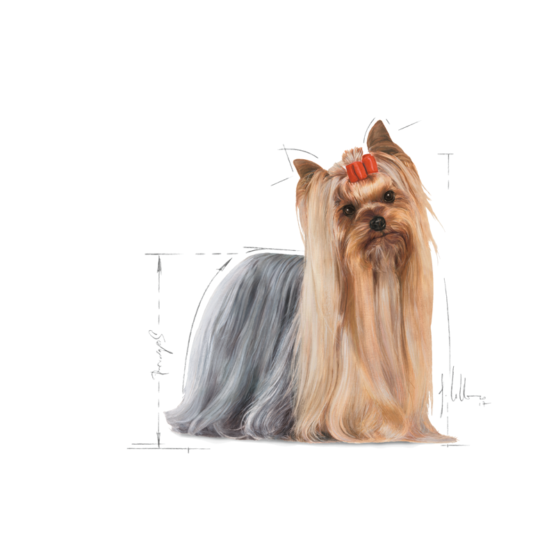 Adult, menuboks pouchYorkshire Terrier 12x85 g