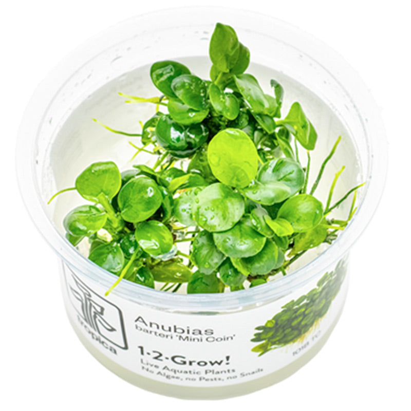 Anubias barteri 'Mini Coin' Nr.9