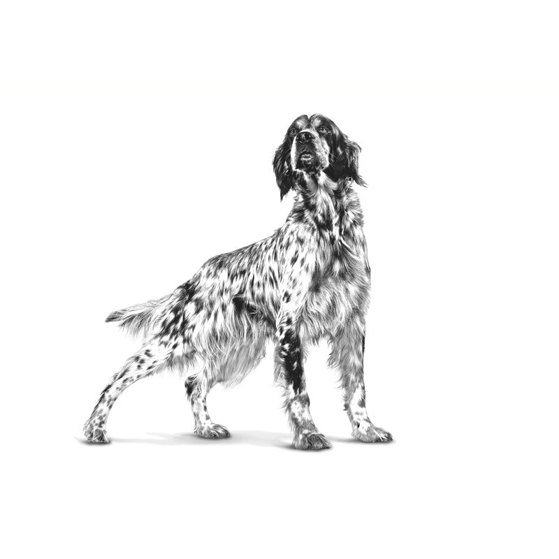 VHN Derma Skin Care Dog 11 kg
