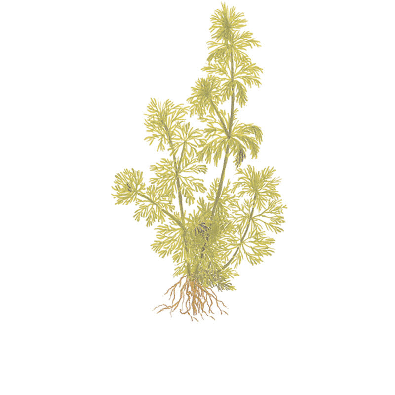 Limnophila sessiliflora Nr.4 minipotte 1 stk