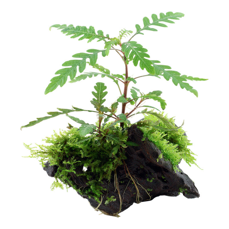 Hygrophila pinnatifida and moss Nr.10 på rod