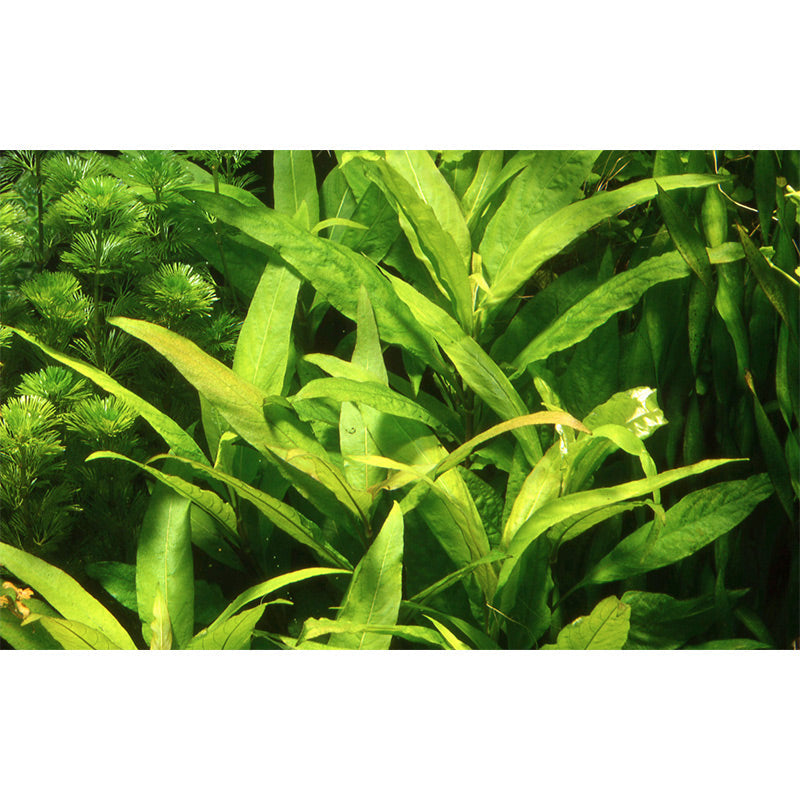 Hygrophila corymbosa 'Siamensis' Nr.10 ca. 15-40 cm XL potte