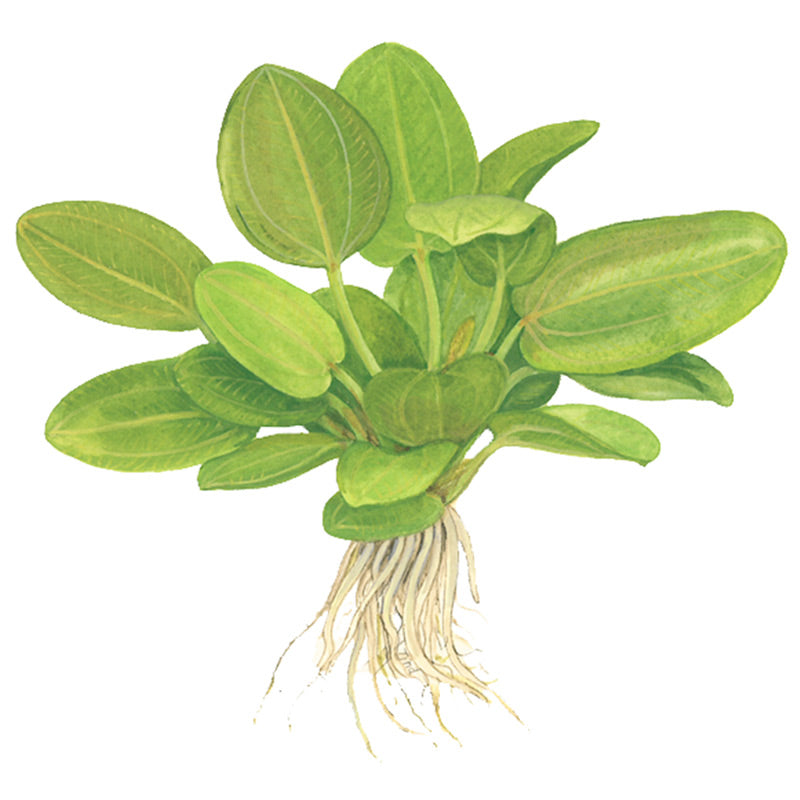 Echinodorus 'Aquartica' Nr.7 ca. 10-20 cm