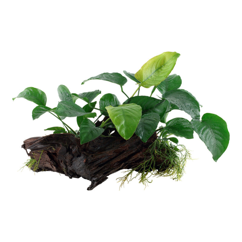 Anubias barteri sp. Nr.13 ca. 20-45 cm på rod XL