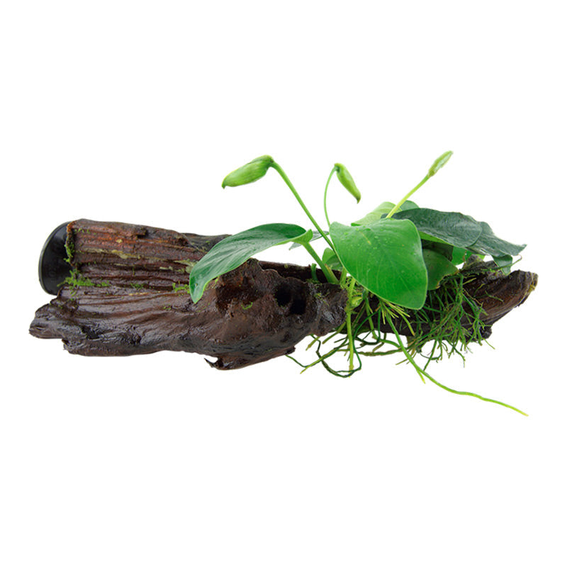 Anubias barteri var. Nana Nr.12 på rod m/sugekop