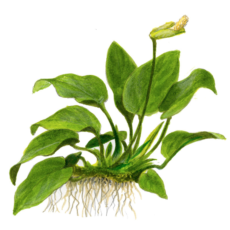 Anubias barteri var. Nana Nr.12 på rod m/sugekop