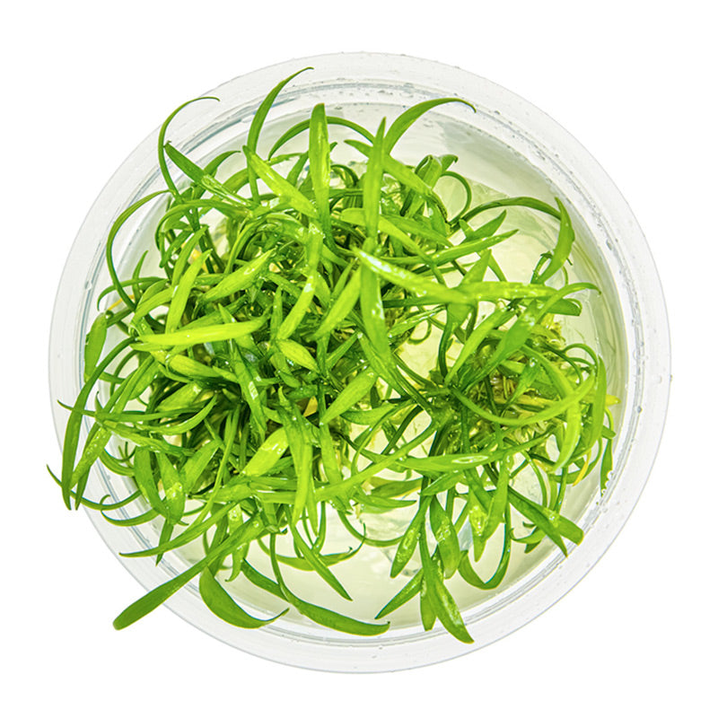 Cryptocoryne parva Nr.8 1-2 Grow! ca. 5-10 cm